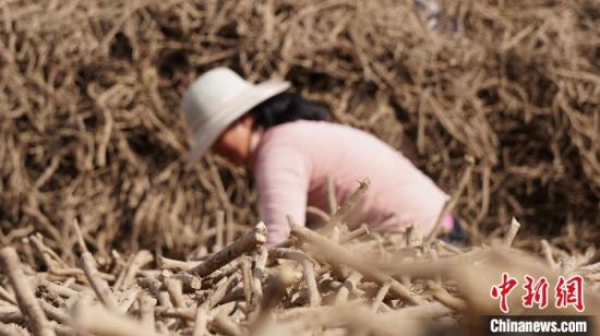 圖為宕昌藥農(nóng)分揀中藥材。(資料圖) 魏建軍 攝